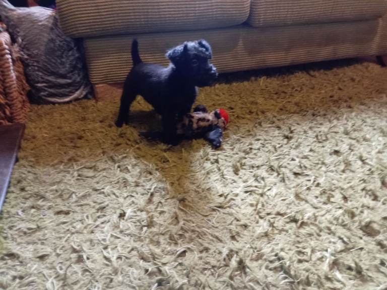 Patterjack pups