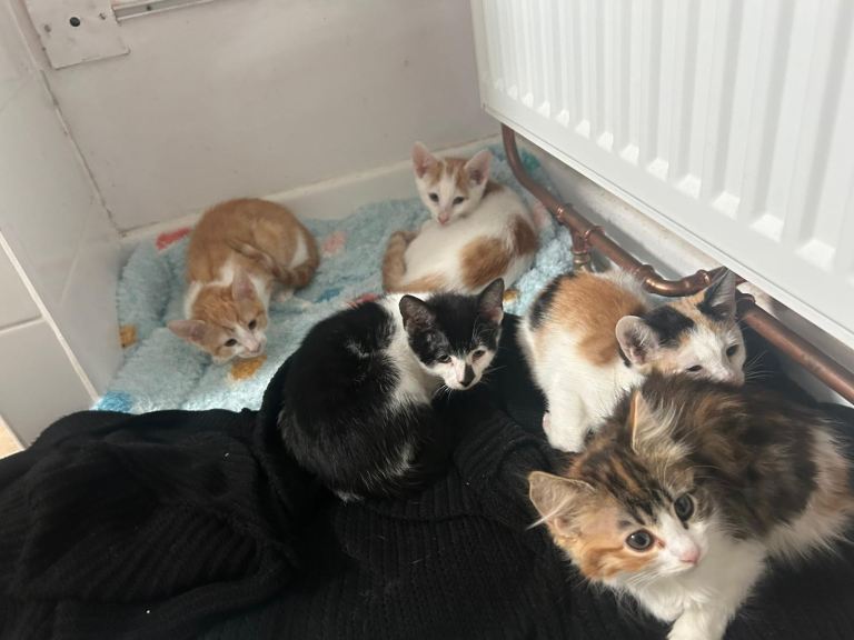 Kittens available 😻