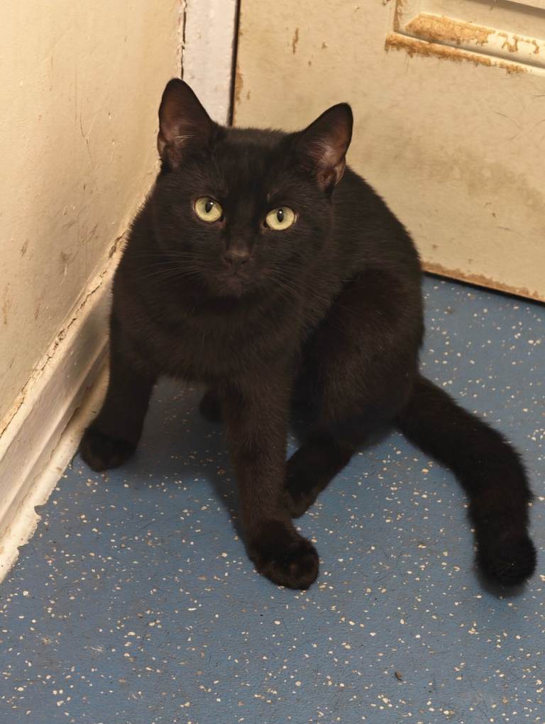 2 adults 2 kittens need rehoming 