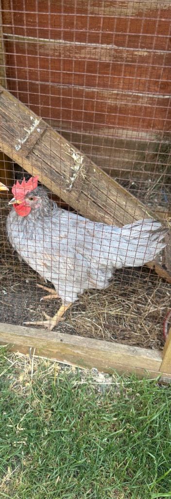 8 wk old cockerel 