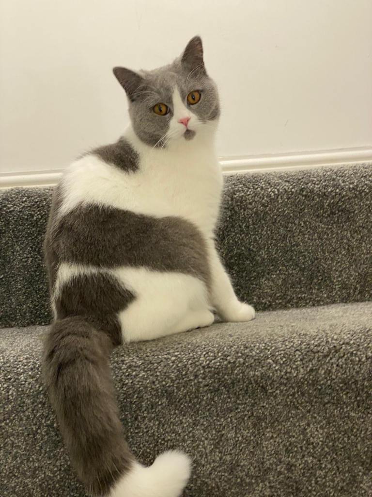 Loving and Gentle Grey & White Cat Seeking a Forever Home