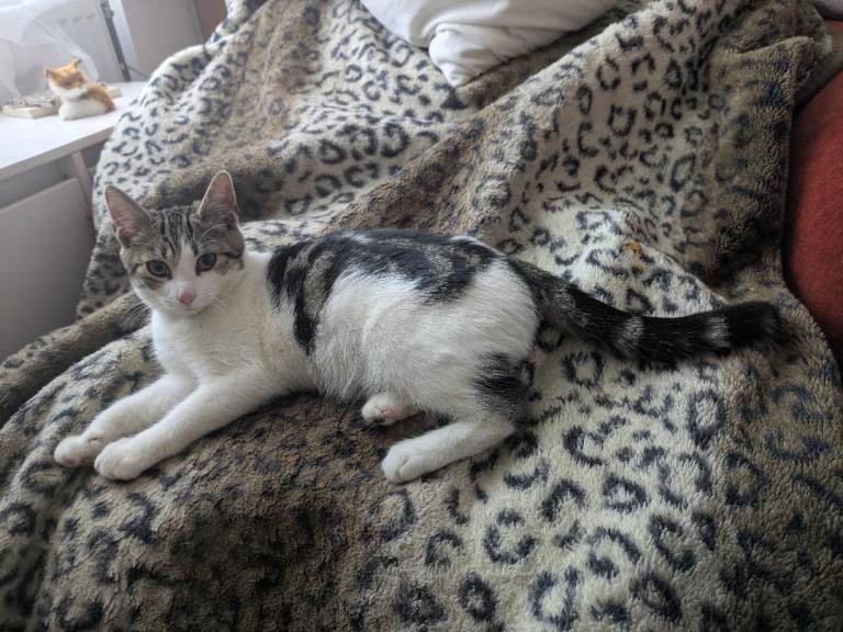  Asap needs a good home 1 girl 1 boy