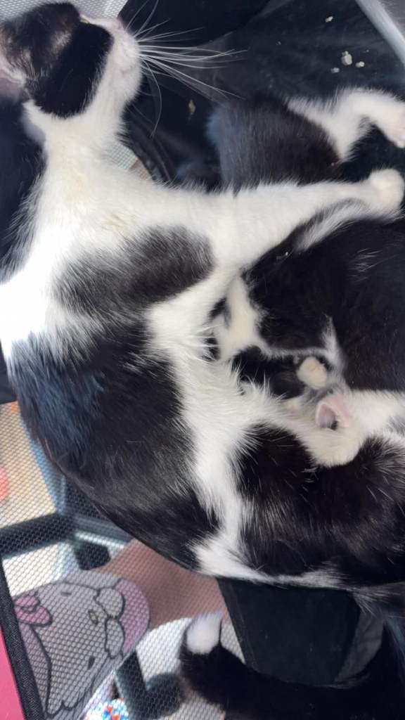 Kittens 