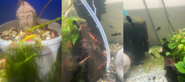 🦐🐠 Aquarium Shrimp & Fish for Sale