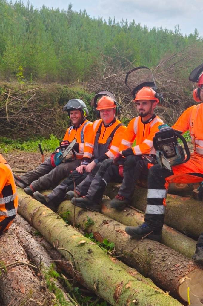 Chainsaw Tree Work - Small Trees - Qualified & Insured