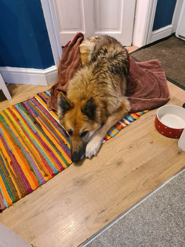 Beautiful girl looking for a loving companion