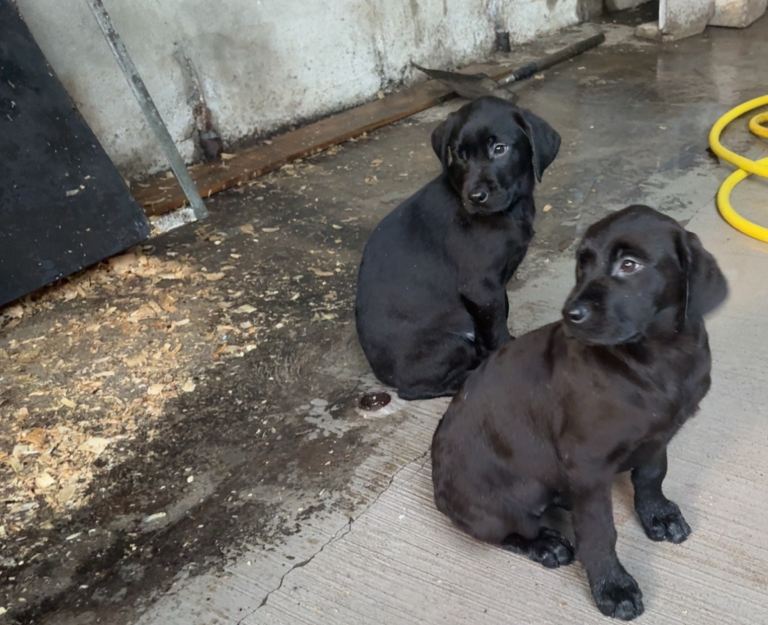 Black lab puppies for sale