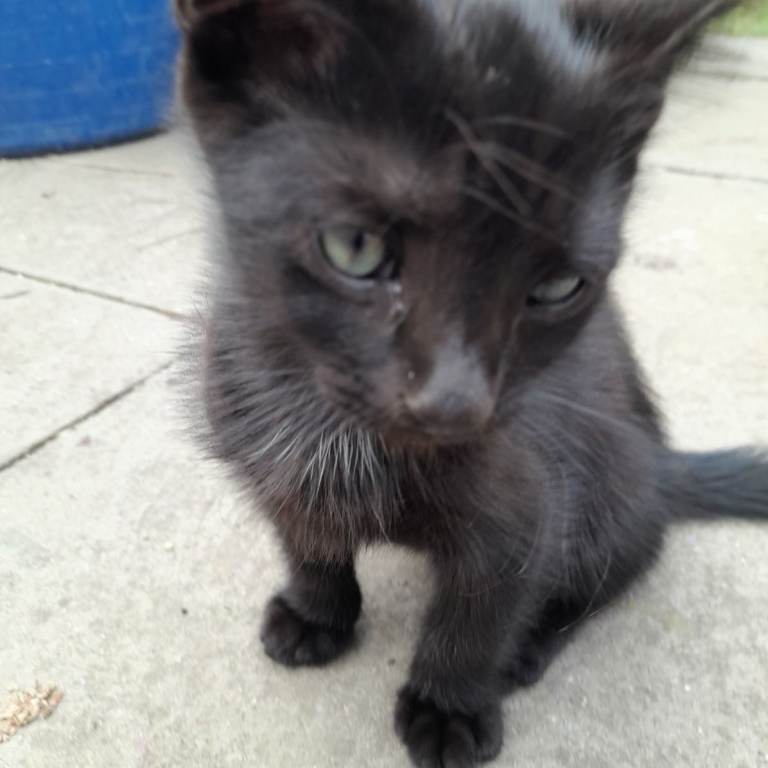 2 grey , 2 black kittens