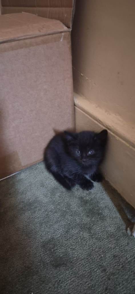 Mr