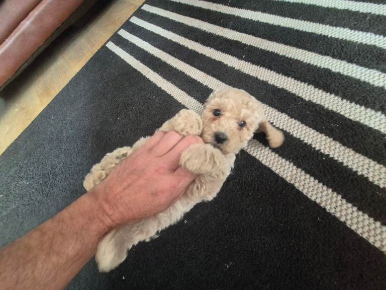 Cockerpoo Girl Pups