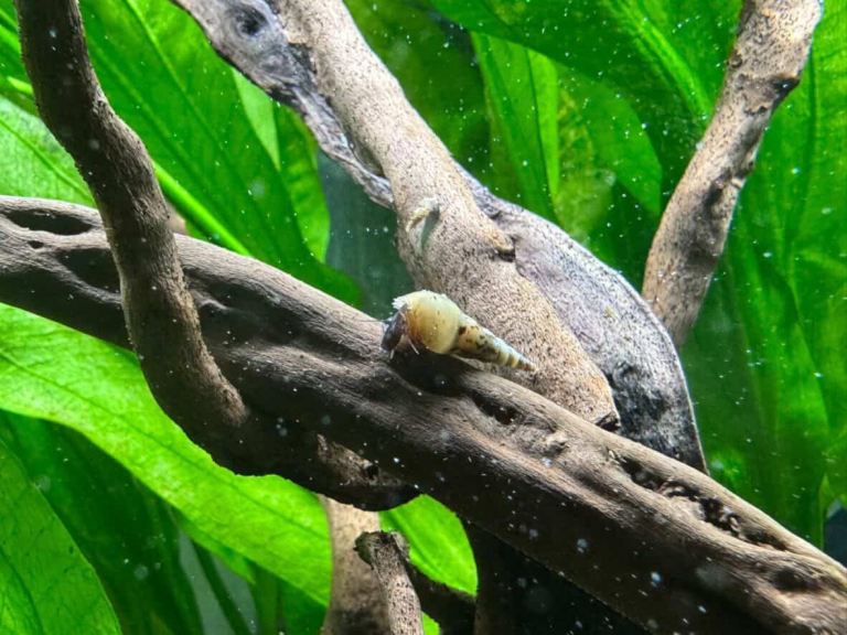 Malaysian Trumpet Snails Homebred 
