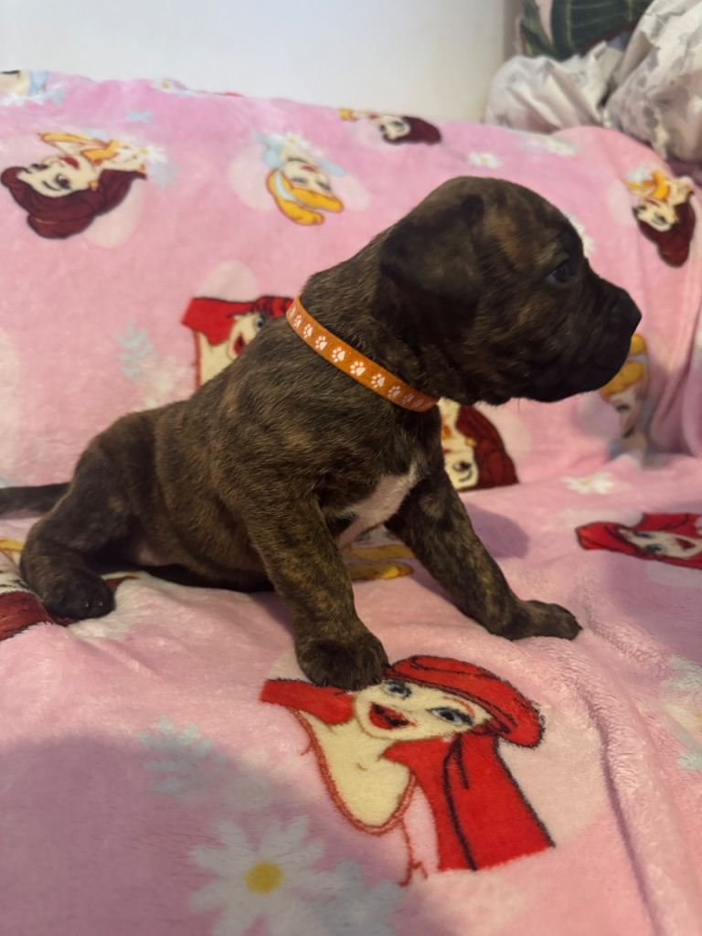 Cane Corso x Presa Canario Puppies