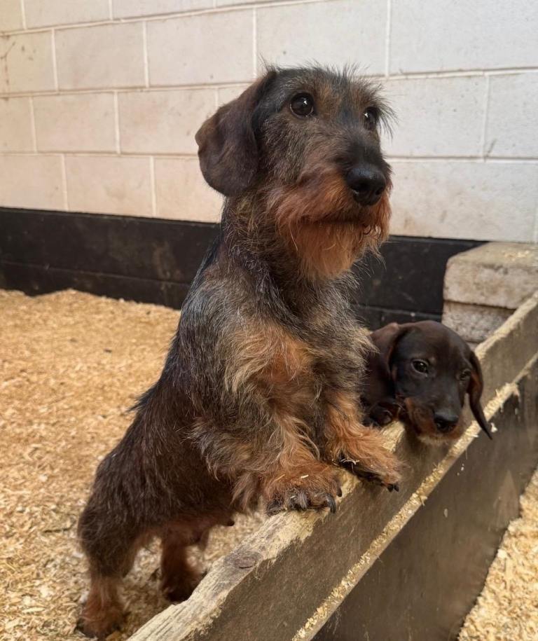 Dachshund puppies 