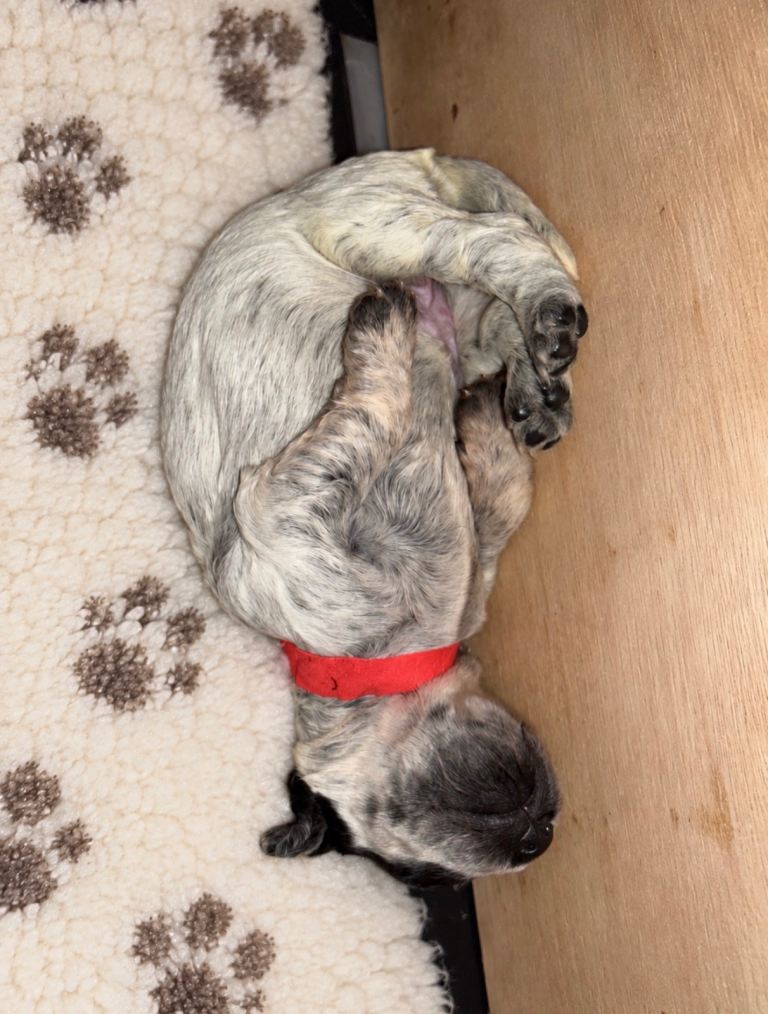 🐾 GORGEOUS BLUE ROAN COCKER SPANIEL PUPPIES 🐾