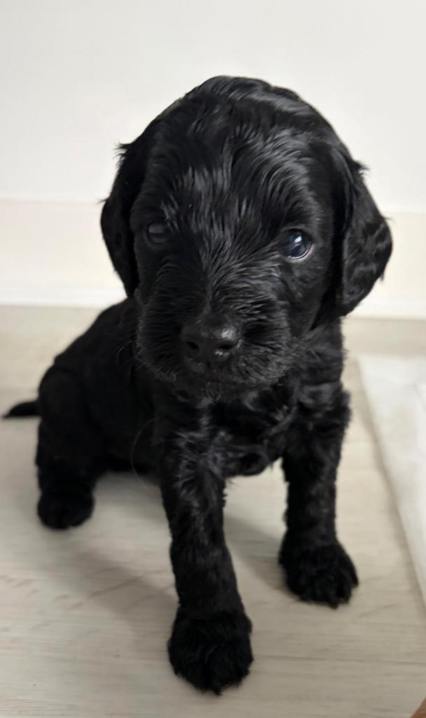 Cockapoo puppies