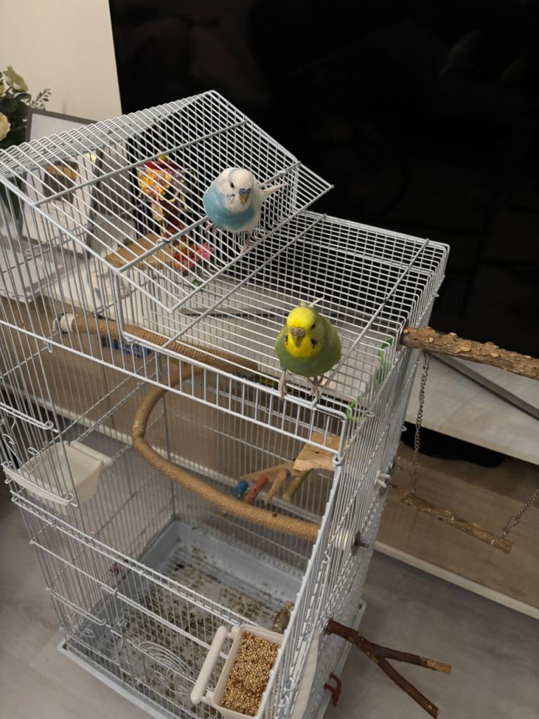 Budgies 