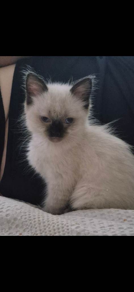 Male ragdoll kitten