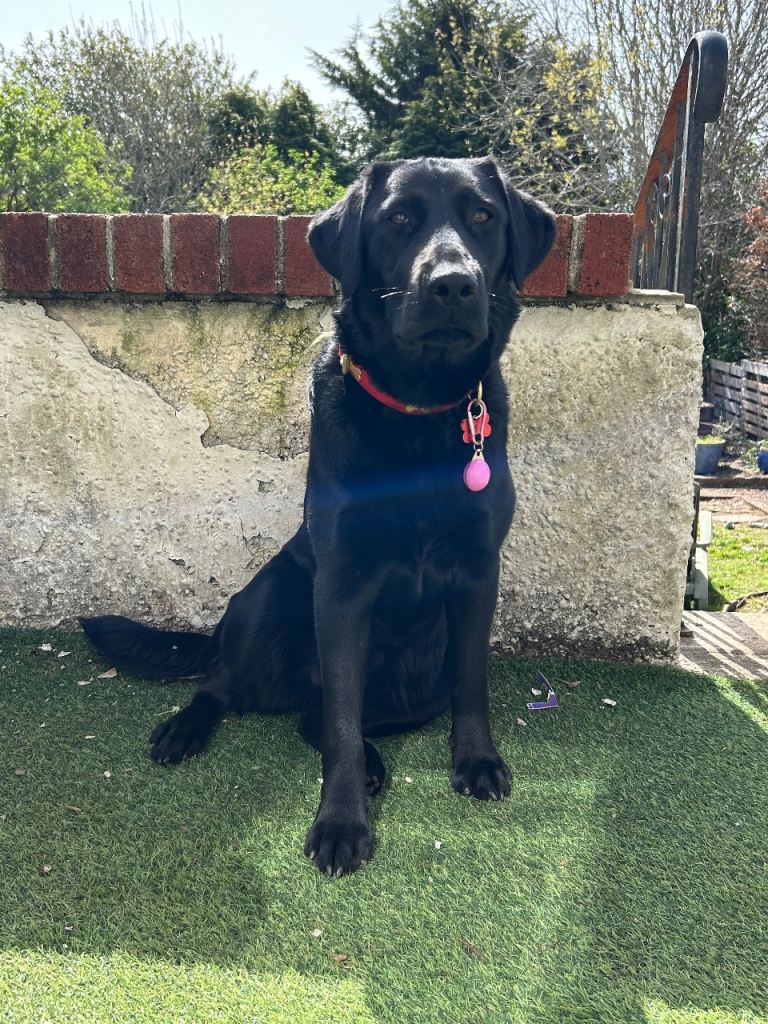 URGENT HOME NEEDED!! 