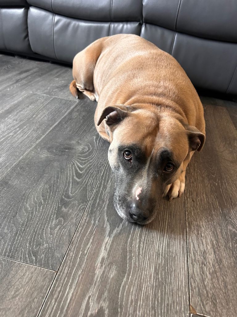 5 year old staffy needs rehomed 