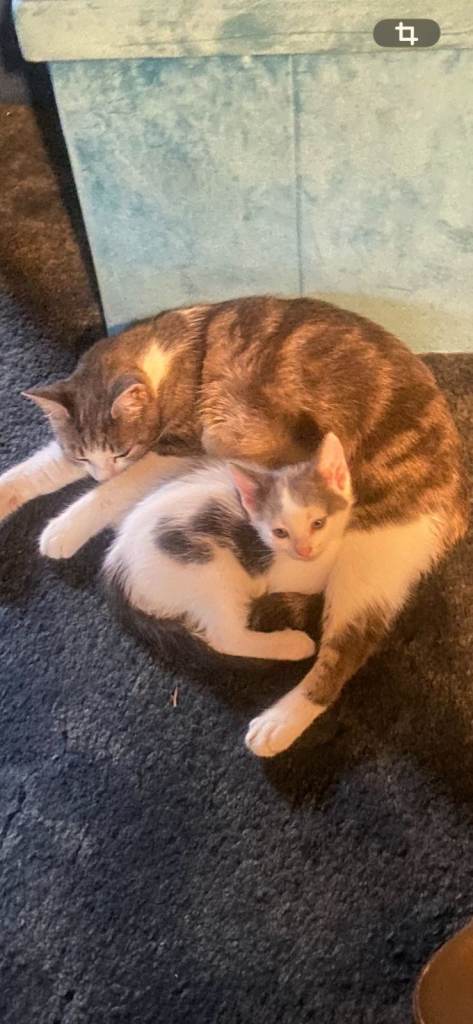 Adorable Kittens Looking for a Loving Home!