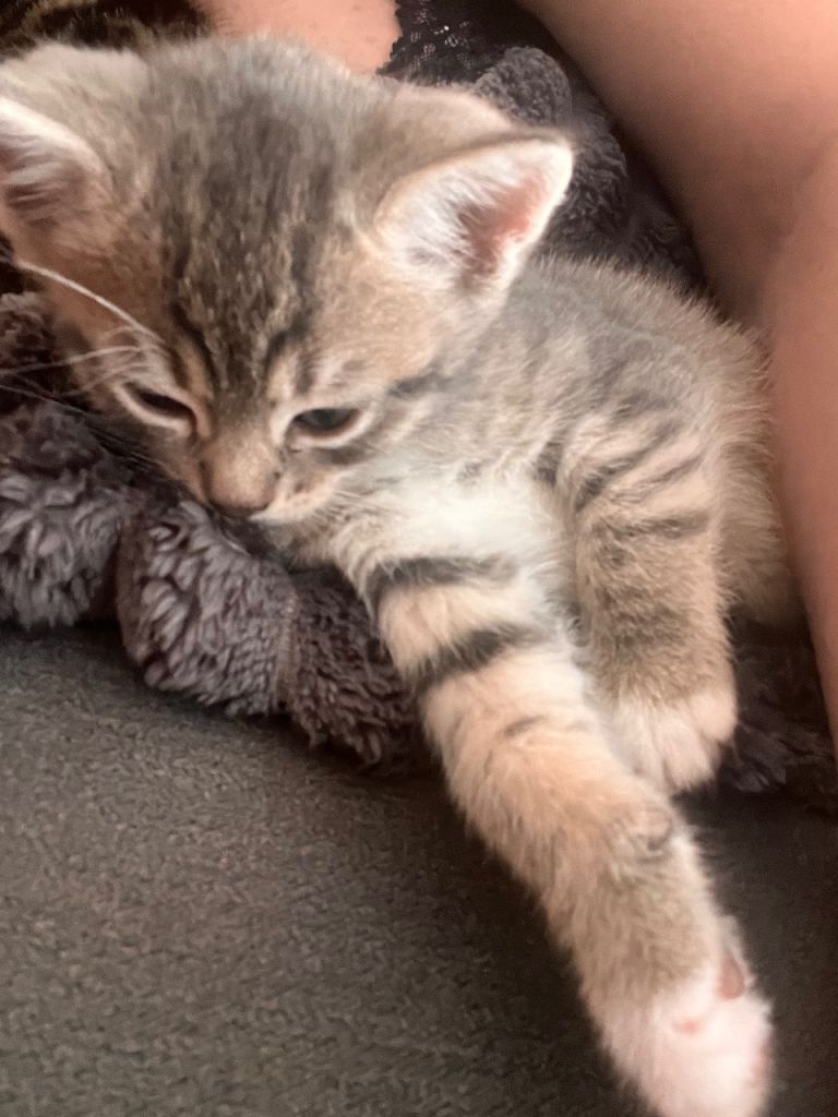 Kitten 8 weeks ready to go 