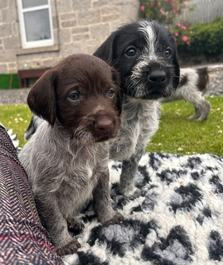 German Wirehaired Pointer