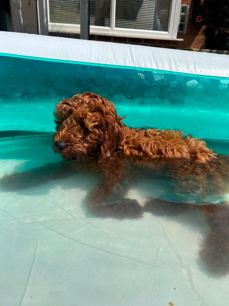 Cavapoo puppies ready now