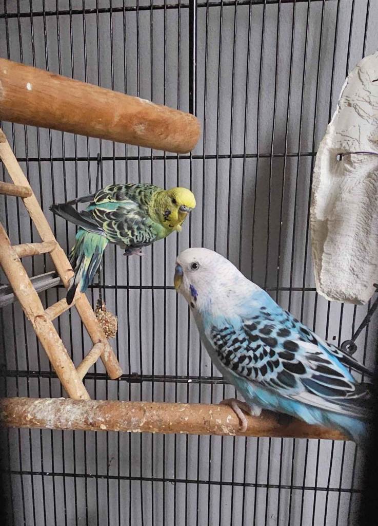Two Budgies for SALE