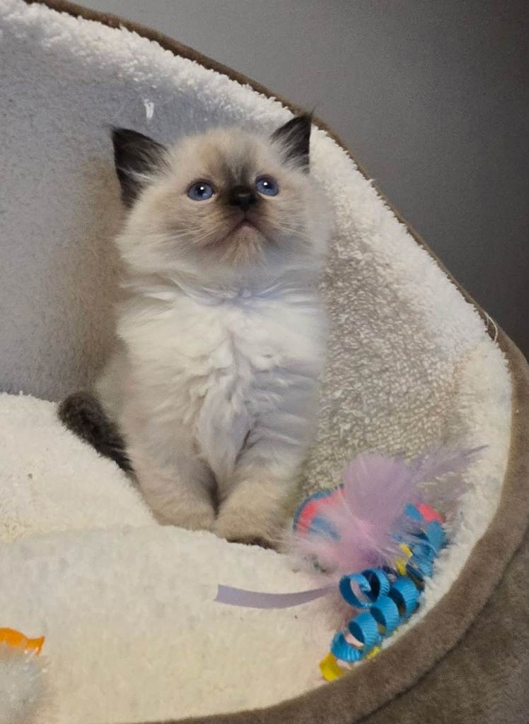 Gorgeous chunky ragdoll kittens