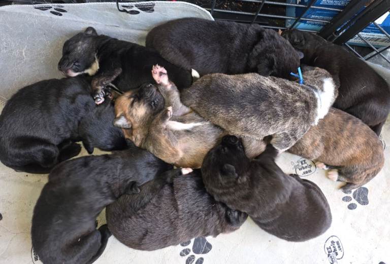 Ten Gorgeous Labrakita (American Akita x Lab) Puppies