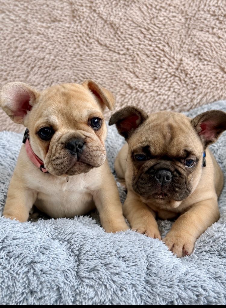 French bulldog puppies 