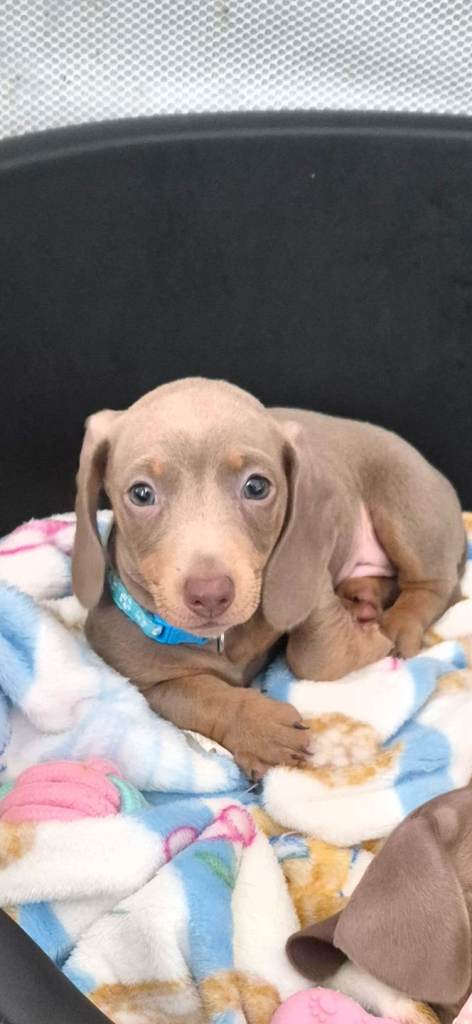Miniature Dachshund 🐾