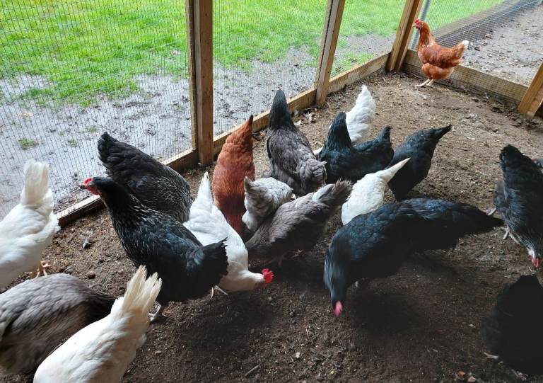 Point of Lay Chickens/Hens for sale