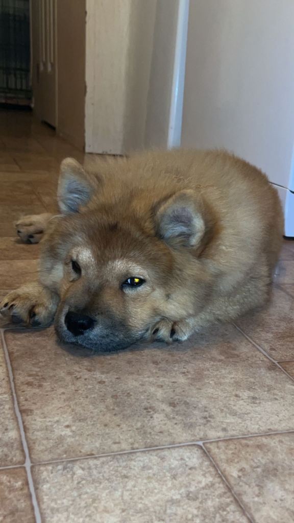 King chow chow puppy’s for sale 