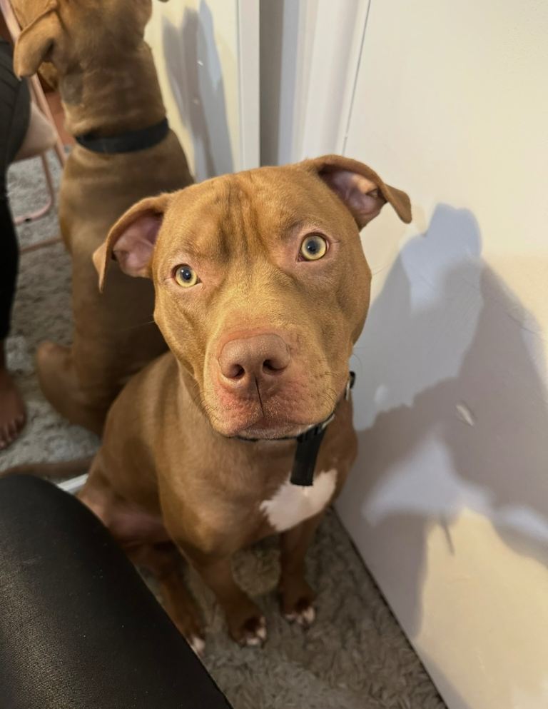 STAFFORDSHIRE X AMERICAN BULLY 3YO - URGENT