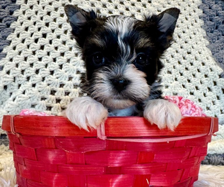 Mini Biewer Yorkshire Terrier puppies REG
