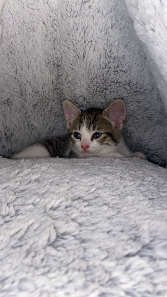 Cute Kitten Awaiting Its New Home 🏡 