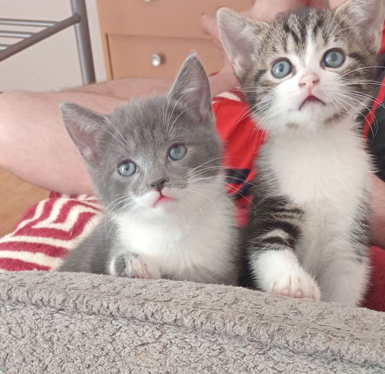 Two beautiful kitten for sale