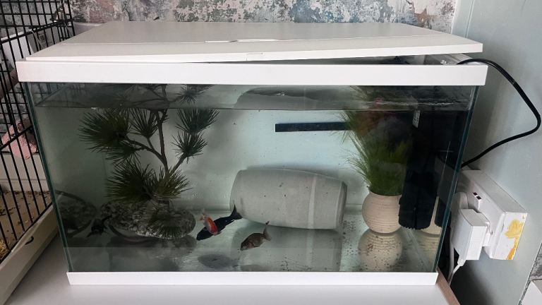 Fish tank with fishes