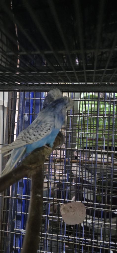 Budgies exhibitions