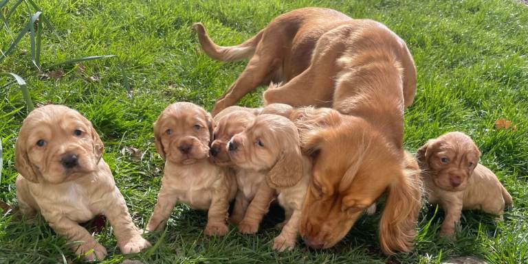 Handsome Golden Working Cocker Spaniel Puppy 
