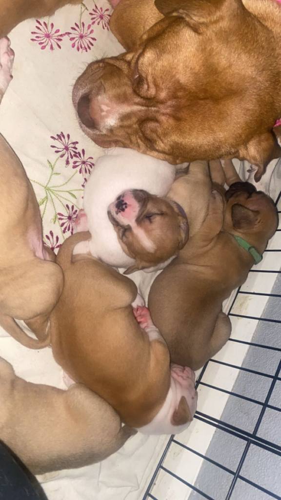 American bulldog pubs for sale