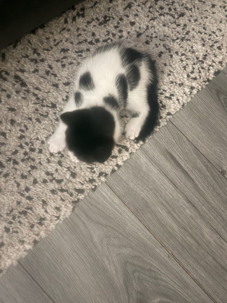 🐾 Beautiful 8-Week-Old Kittens – £100 Each 🐾