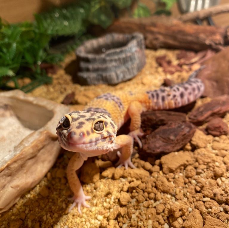 Leopard gecko with tank for sale 