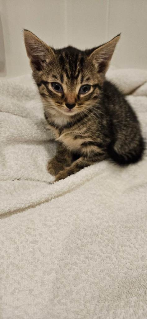 Exceptional litter of kittens for sale