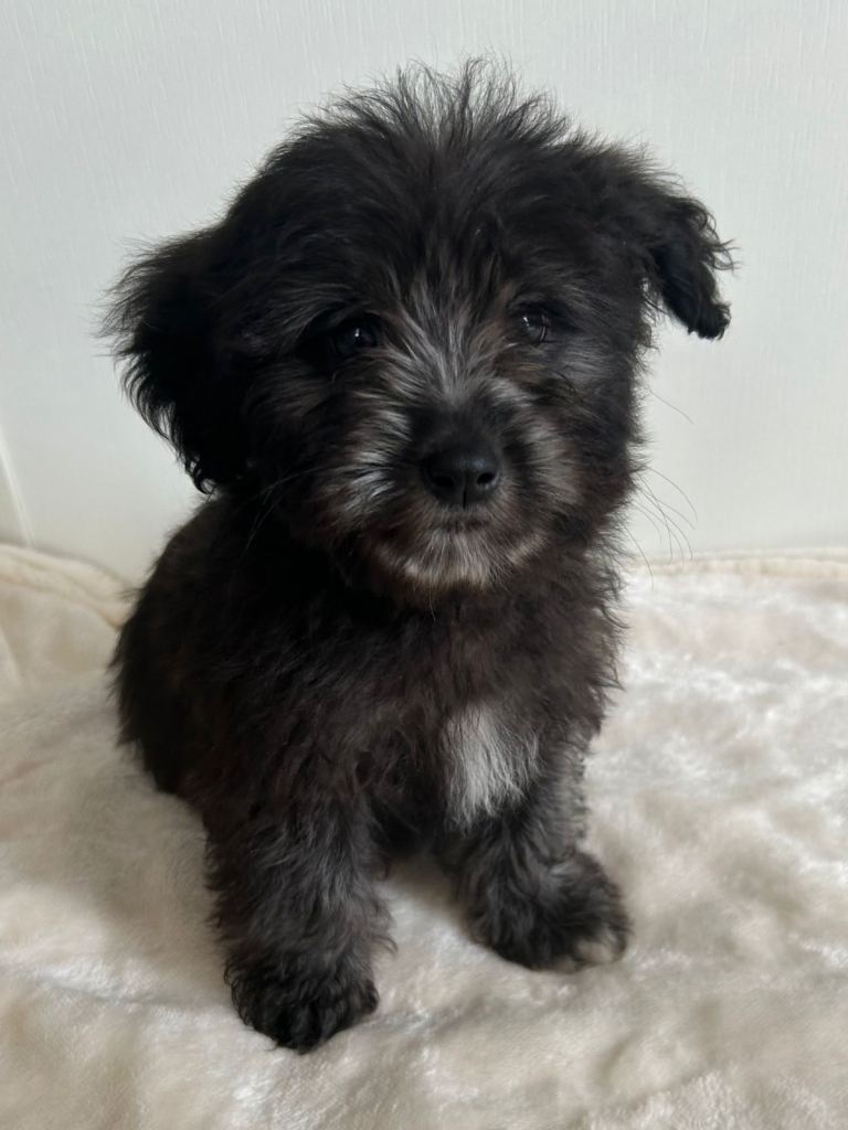 Gorgeous  Jackapoo pups 