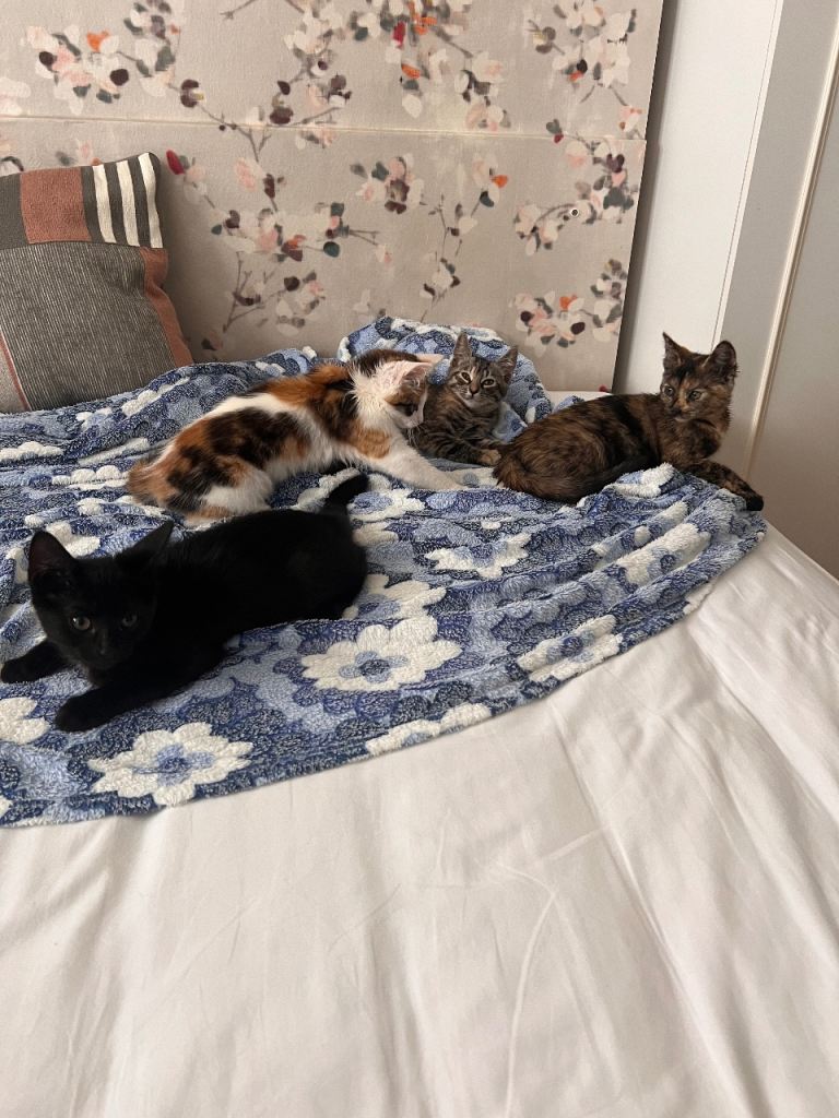 Kittens 