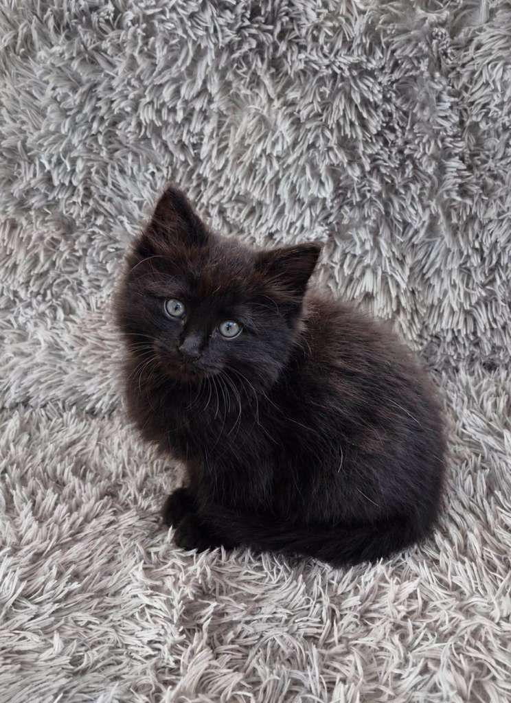 Kittens