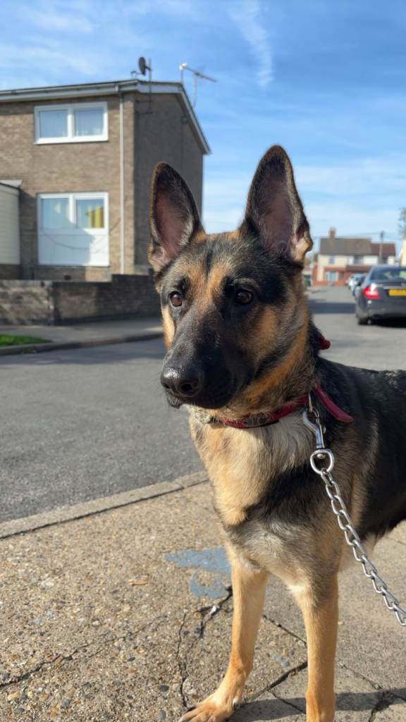 2-year-old female German Shepherd looking for an experienced home