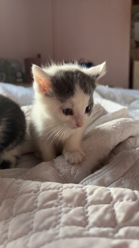 Grey and white kitten 